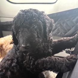 Titan - white collar - Black male Poodle puppy in Lebanon, Ohio from Lucky's Legacy