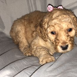 Aussiedoodle, Bernedoodle, and Poodle Puppies from Megan’s Spoiled Standards