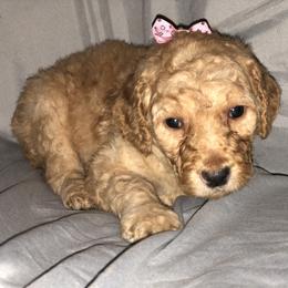 Aussiedoodle, Bernedoodle, and Poodle Puppies from Megan’s Spoiled Standards