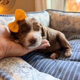 Summer - Red female Australian Labradoodle puppy in Summerfield, North Carolina from Four Oaks Labradoodles