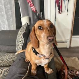 Mazie - Dachshund