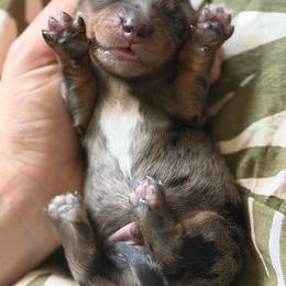 Smokey - Dapple male Dachshund puppy in Stockton, California from Wiggles & Wags Dachshund's