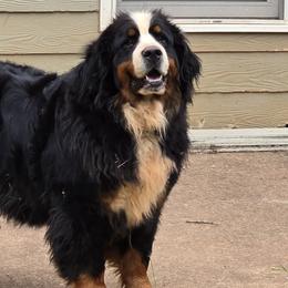 Bernese Mountain Dogs from Bravura Bernese Mountain Dog