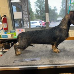 Blush - Dachshund