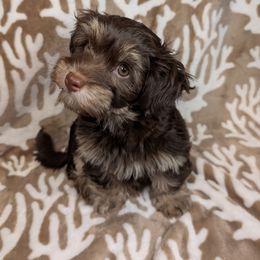 Rocket - Chocolate male Havanese puppy in Trinity, Alabama from Tooties Cuties Havanese
