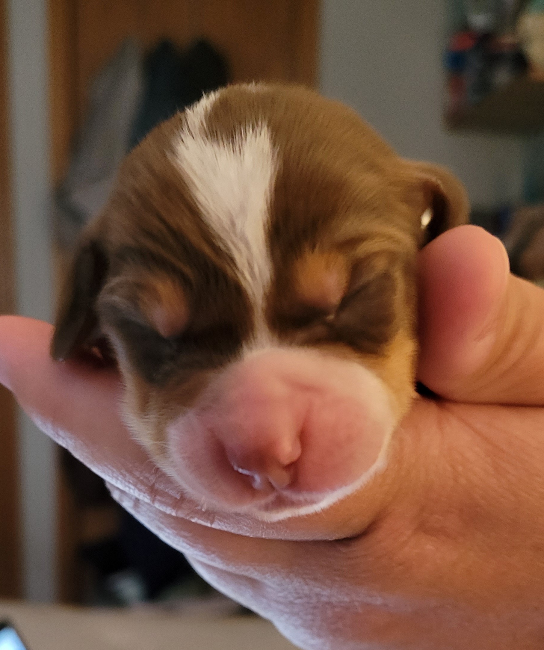 Beagle Puppies from I Wanna Hunt Too
