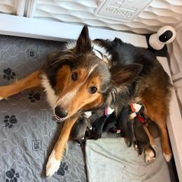 Blue - Black white and tan male Shetland Sheepdog puppy in Katy, Texas from Sherock’s Shelties