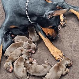 Doberman Pinscher puppies from Double-Take Doberman Kennels