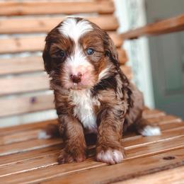 Joy - Blue merle female Bernedoodle puppy in Jackson, Missouri from Pincksten Family Doodles