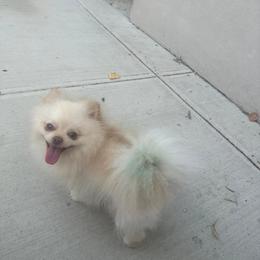 Socute - Pomeranian