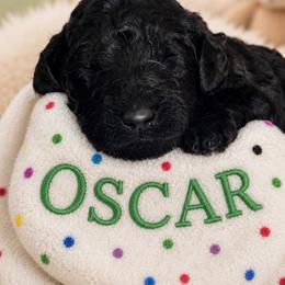 OSCAR - Black male Poodle puppy in Thornton, Colorado from Shandy Poodle
