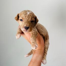 Colt - Apricot male Goldendoodle puppy in Auburn, Indiana from Martin’s Doodles
