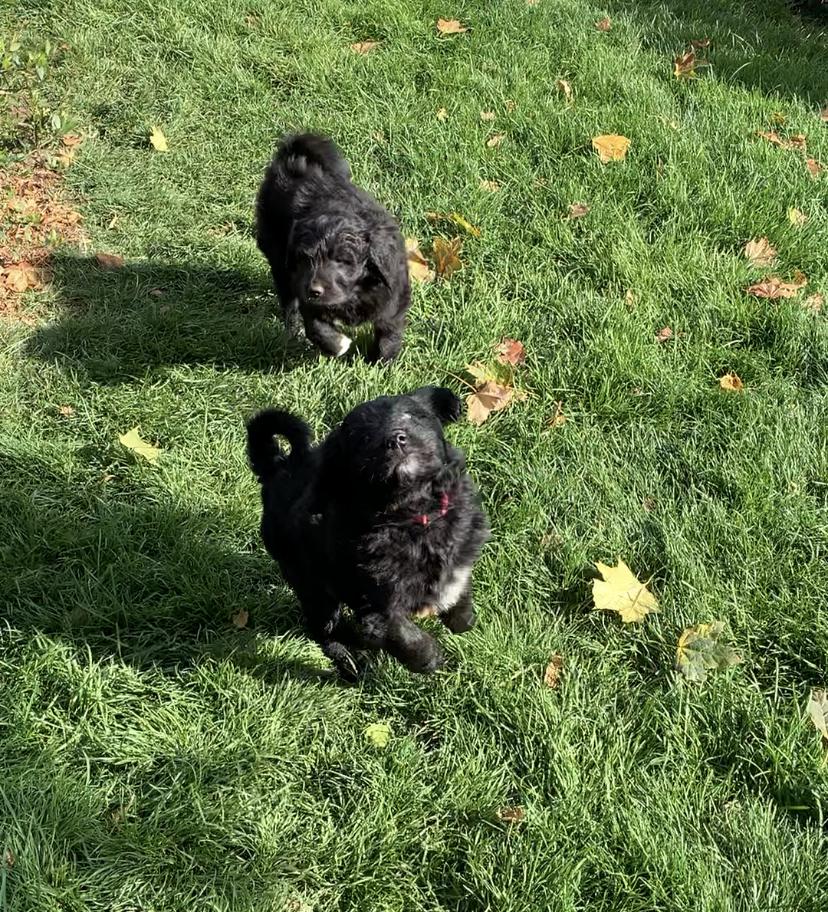 Washington Pyredoodles in Washington | Pyredoodle puppies | Good Dog