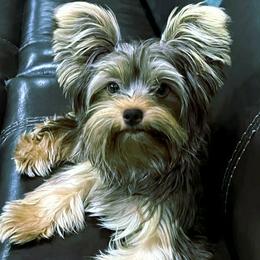 Charlie - Yorkshire Terrier