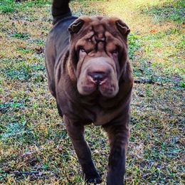 Chinese Shar-Pei from M'eric's Shar Pei Farm Club