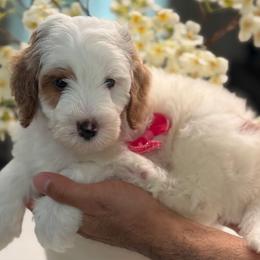 Fudge - Parti female Goldendoodle puppy in Yuciapa, California from AlltheDoodlez_