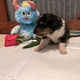 Collie Puppies from A/K Rough Collies