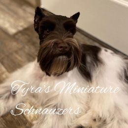 Maggie - Miniature Schnauzer