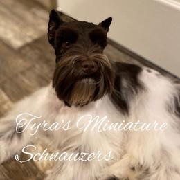 Maggie - Miniature Schnauzer