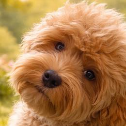 Australian Labradoodles from Dignity Labradoodles