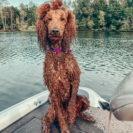 Ember - Poodle