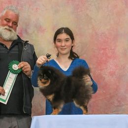 Pekingese, Pomeranians, and Poodles from Purple Diamonds Kennel