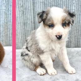 Australian Shepherds from My Aussie Shop