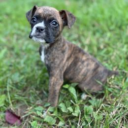 Boy 1 - Brindle male Boxer puppy in Prestonsburg, Kentucky from Bre’s Boxers