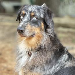 Batman - Australian Shepherd