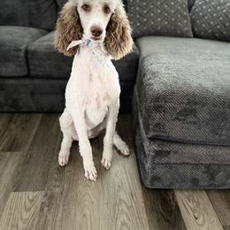 Poodle All Grown Up from Knight’s Standard Poodles