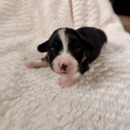 Female 3 - Black and tan female Pembroke Welsh Corgi puppy in La Porte City, Iowa from Cedar River Corgis