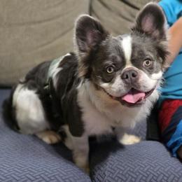 Koda - Black and white male French Bulldog puppy in Miami, Oklahoma from Destiny Jones