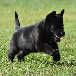 Black male - Black male German Shepherd puppy in Marianna, Florida from Haus M Godwin