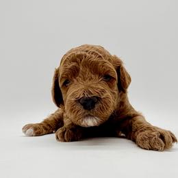 Girl 4 - Red  female Goldendoodle puppy in Philadelphia, Mississippi from Oakie Doodles