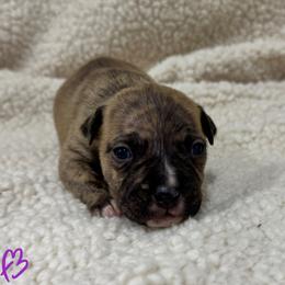 Girl 3 - Red brindle female American Pit Bull Terrier puppy in Nine Mile Falls, Washington from Bartin Kennels