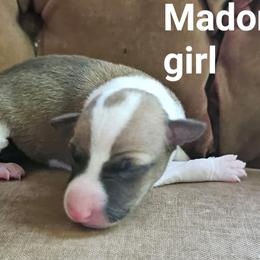 Red girl - Red female Italian Greyhound puppy in Phillips, Maine from Maplewood Italian Greyhounds
