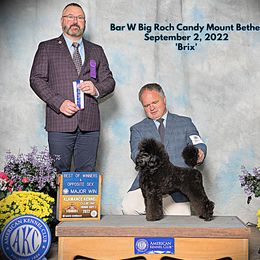 Brix - Poodle