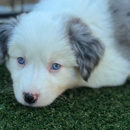 Baltic - Blue merle male Australian Shepherd puppy in Ramona, California from Blue Moon Aussies