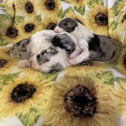 Aussiedoodle Puppies from Mini AussieDoodles on Meadow Lane