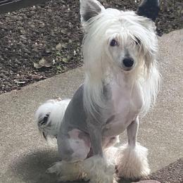 Chihuahua and Chinese Crested Puppies from Western Kentucky Chihuahua’s and Chinese Crested’s