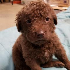 Chesapeake Bay Retriever Puppies from Eska Creek Chesapeakes