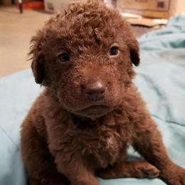 Chesapeake Bay Retriever Puppies from Eska Creek Chesapeakes