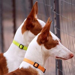 Ibizan Hounds from SunRumba Sighthounds