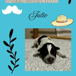 Julio - Blue male Australian Cattle Dog puppy in Seneca, Missouri from MO Morningstar Heelers