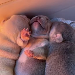French Bulldog Puppies from Langiappe Frenchies