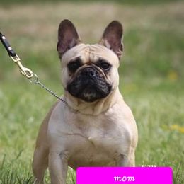 Latte - French Bulldog