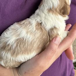 Bernedoodle, Poodle, and Soft Coated Wheaten Terrier Puppies from Whoodles of Wyoming