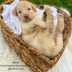 Goldfish - Cream male Goldendoodle puppy in Grove, Oklahoma from Guinn Family Farms