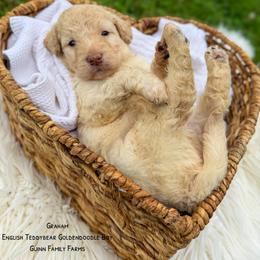 Goldfish - Cream male Goldendoodle puppy in Grove, Oklahoma from Guinn Family Farms