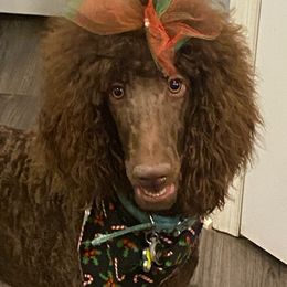 Willow - Poodle